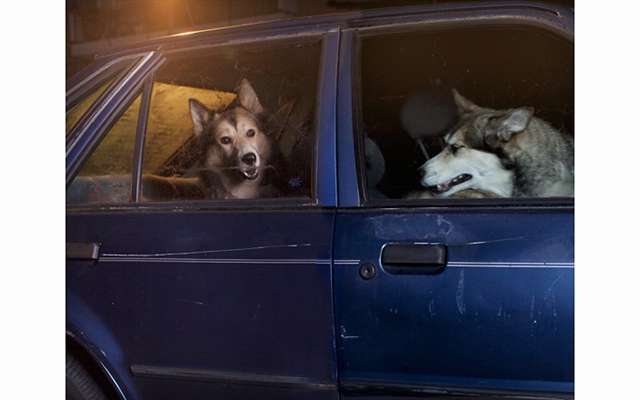 Молчание собак в автомобилях