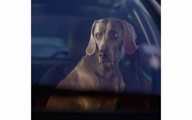 Молчание собак в автомобилях
