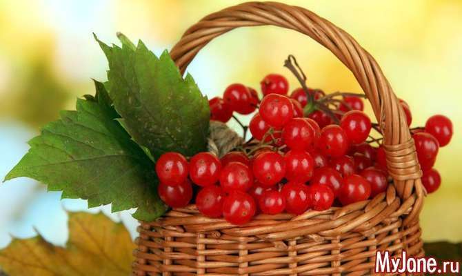 Енциклопедія корисних продуктів. Калина