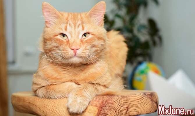 Котячі хвороби восени