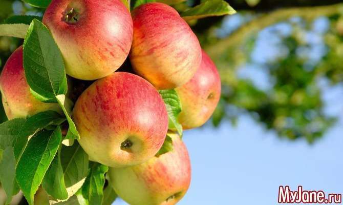 Енциклопедія корисних продуктів