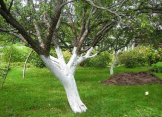 Побілка дерев в саду – для чого вона потрібна і терміни