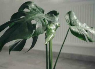 Перевірте підвіконня. Експерт розповів про кімнатні рослини, які небезпечні для дітей