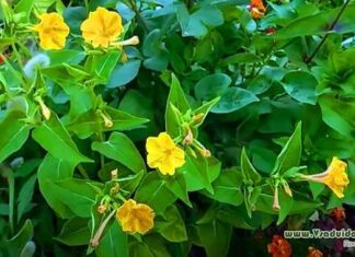 Викопування і зберігання мірабіліса