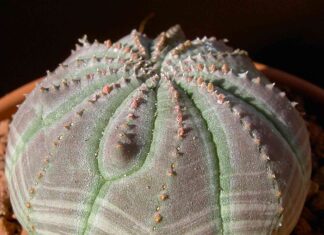 Догляд за еуфорбією в домашніх умовах – оточимо турботою красивий, але небезпечний квітка з отруйним соком