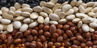 De wetenschap van scheetvrije bonen: een door Harvard gesteund onderzoek