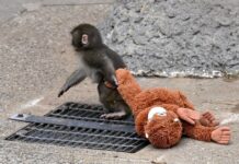 Por que os macacos abandonam seus filhotes: a história de Punch e da maternidade primata