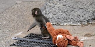 Waarom apen hun jongen in de steek laten: het verhaal van het moederschap van punch en primaten