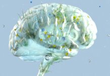 Фізичні Вправи Поліпшують Роботу Мозок: Нове Дослідження Підтверджує Зв’язок з BDNF