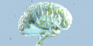 L’exercice stimule la fonction cérébrale : une nouvelle étude confirme le lien BDNF