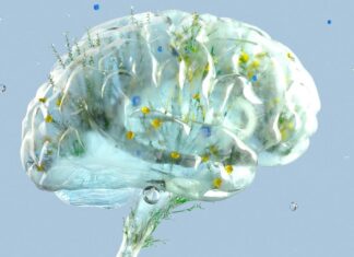 Фізичні Вправи Поліпшують Роботу Мозок: Нове Дослідження Підтверджує Зв’язок з BDNF