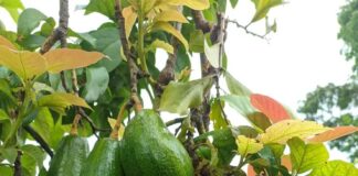 La vérité sur les avocats : nutrition, origines et guacamole